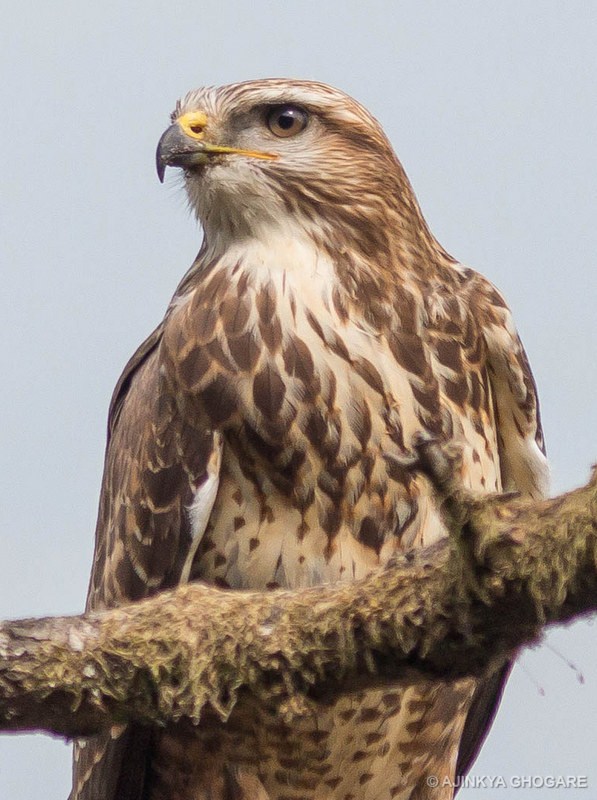 Eurasian Buzzard